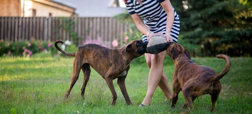 How Can I Make My Boxer Happy?