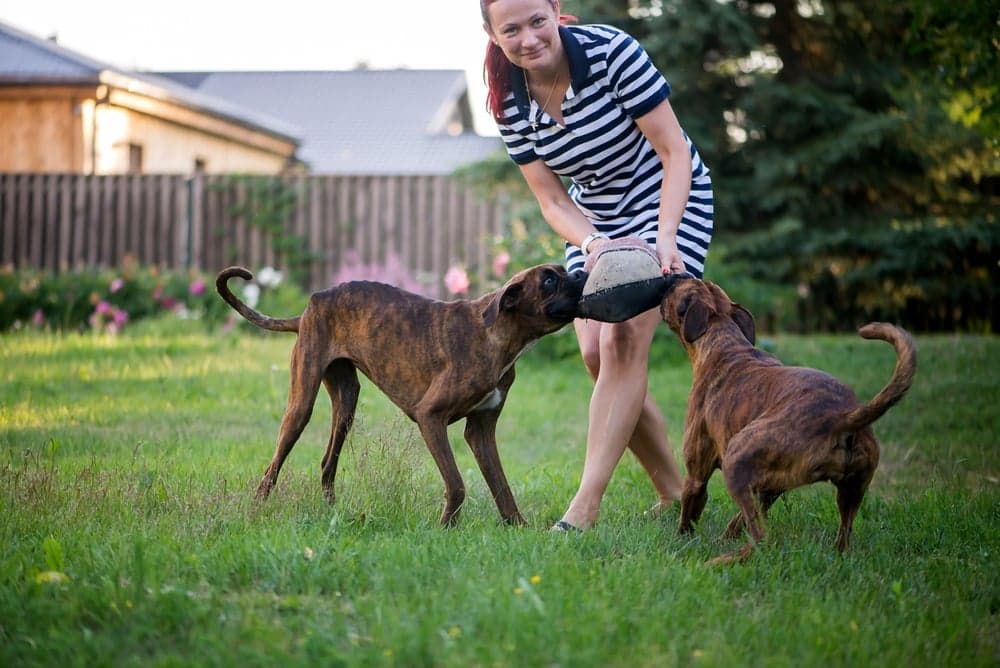 How Can I Make My Boxer Happy?