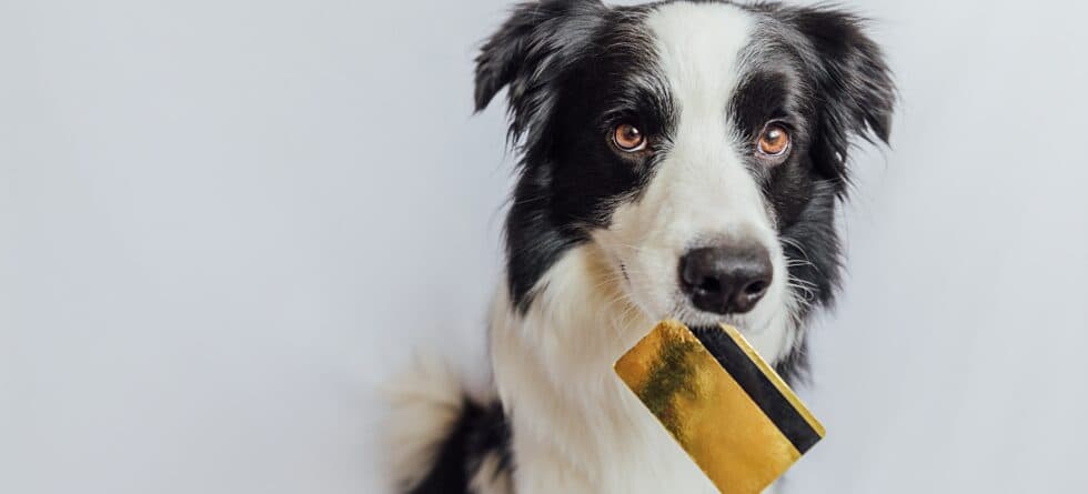 How Can You Avoid Puppy Breeder Scams?