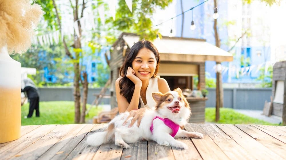 How Do I Know If My Chihuahua Loves Me?