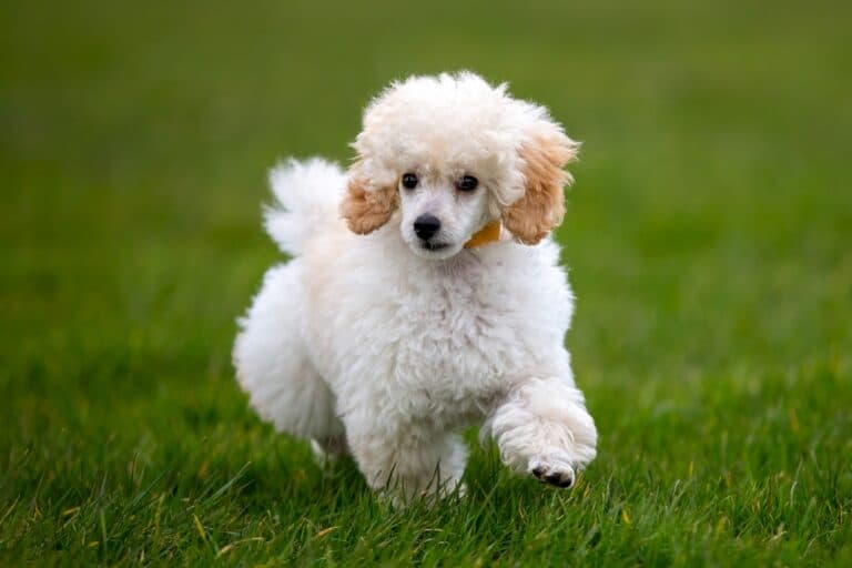How Do I Know If My Poodle Is In Pain?