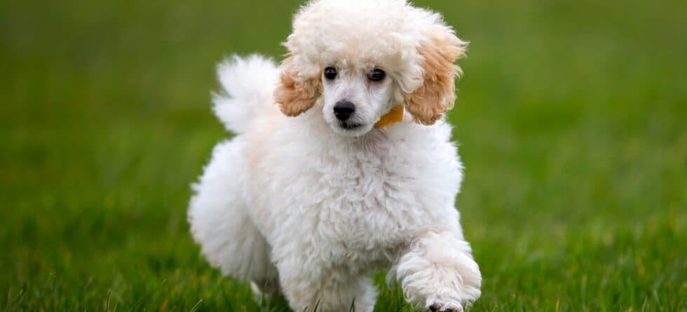 How Do I Know If My Poodle Is In Pain?