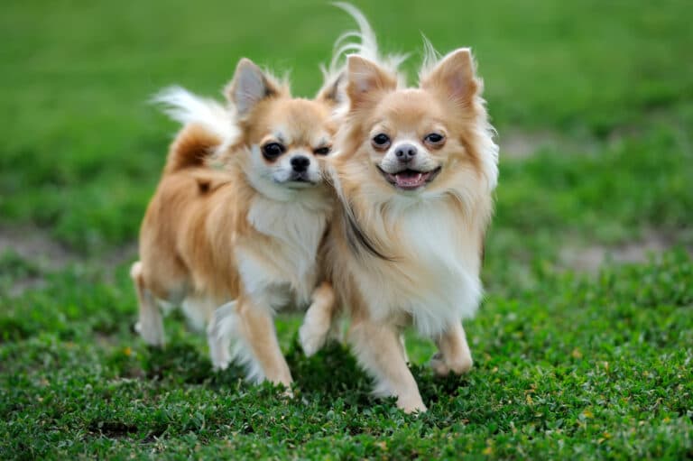 How Do I Make My Chihuahua Feel Loved?