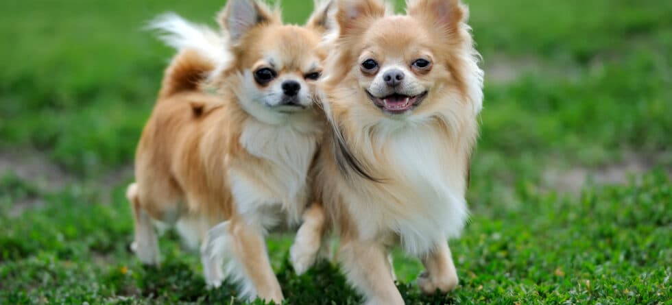 How Do I Make My Chihuahua Feel Loved?