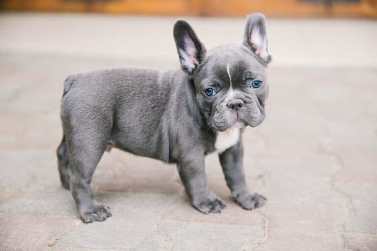 How Do I Tell If My Frenchie Is Purebred?