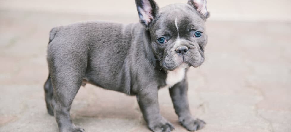 How Do I Tell If My Frenchie Is Purebred?
