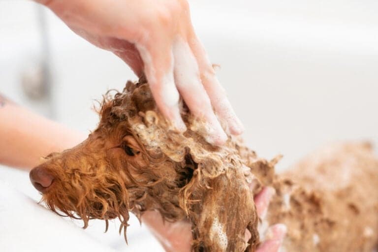 How Do You Bathe A Poodle At Home?