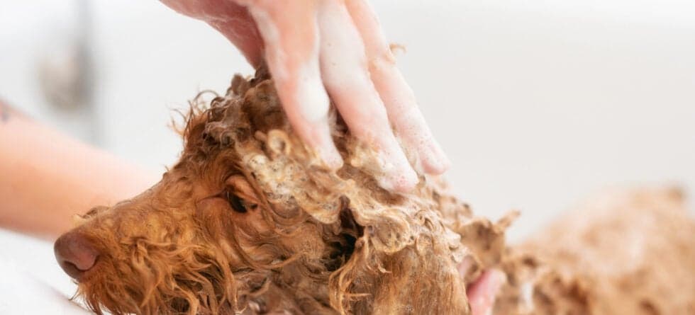 How Do You Bathe A Poodle At Home?