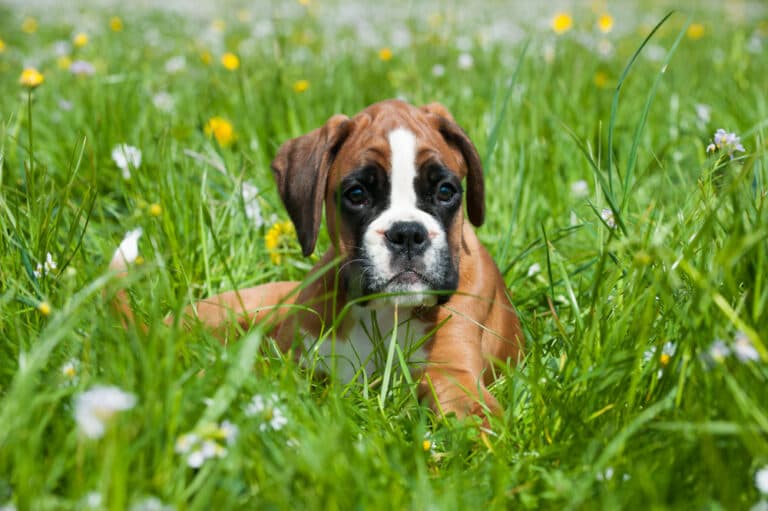 How Do You Discipline A Boxer Puppy?