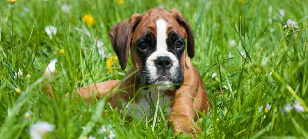 How Do You Discipline A Boxer Puppy?