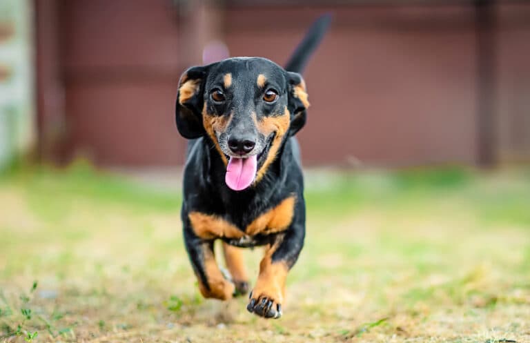 How Do You Know If A Dachshund Is Happy?