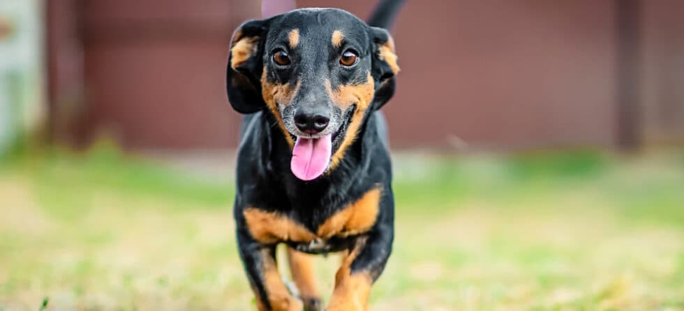 How Do You Know If A Dachshund Is Happy?