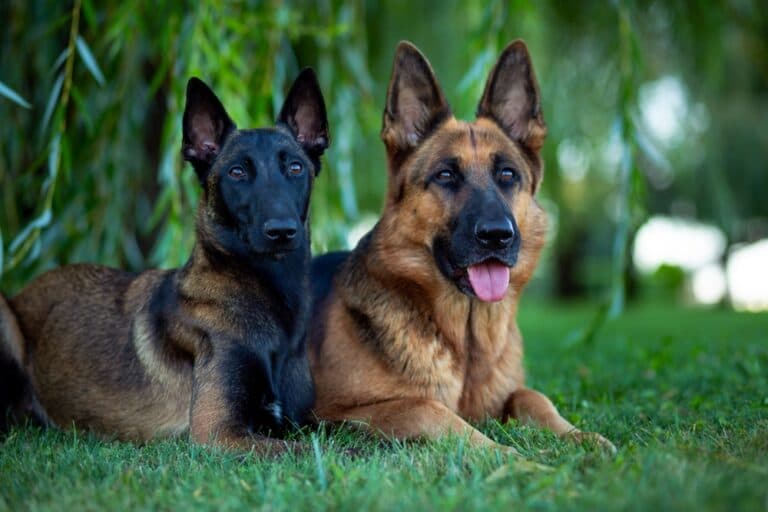 How Do You Know Your German Shepherd Will Protect You?