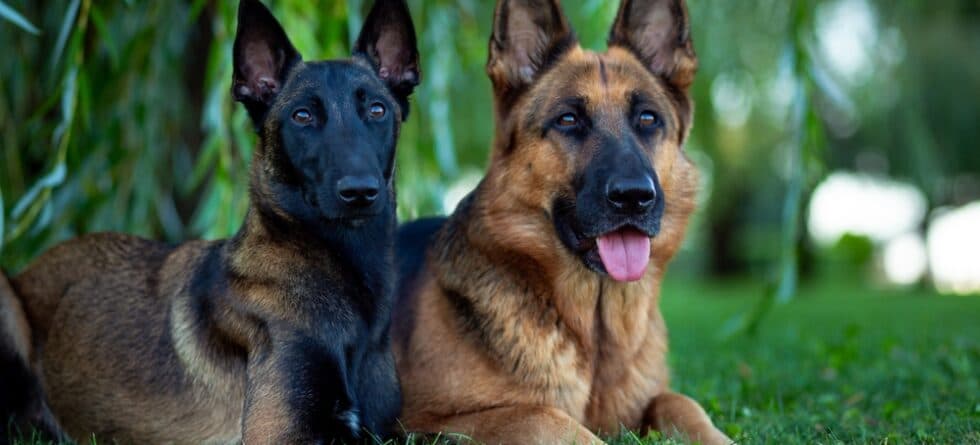 How Do You Know Your German Shepherd Will Protect You?