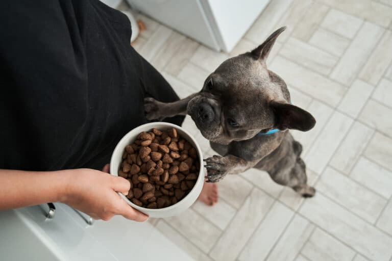 How Many Times Do Frenchies Eat?