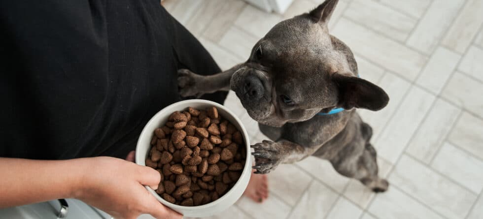 How Many Times Do Frenchies Eat?