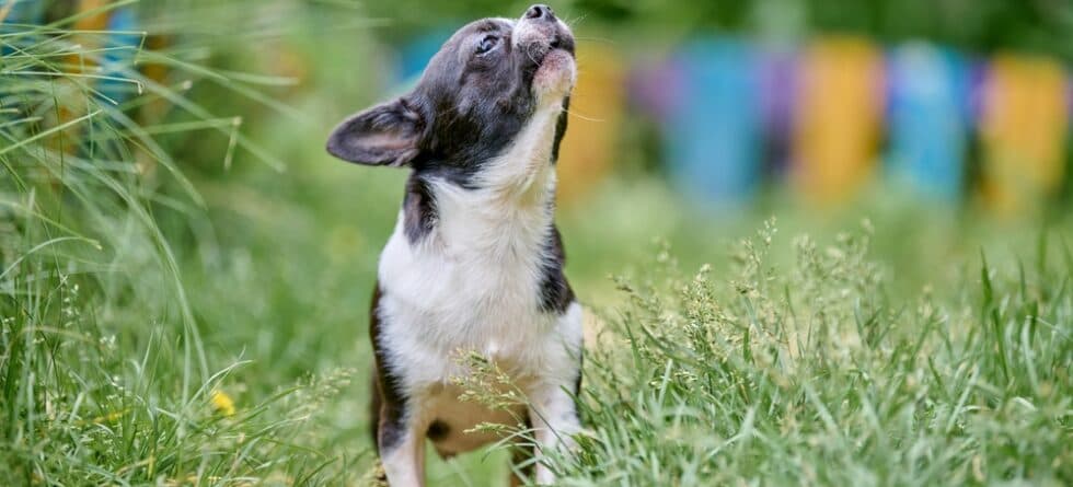 How Often Should Chihuahuas Be Bathed?