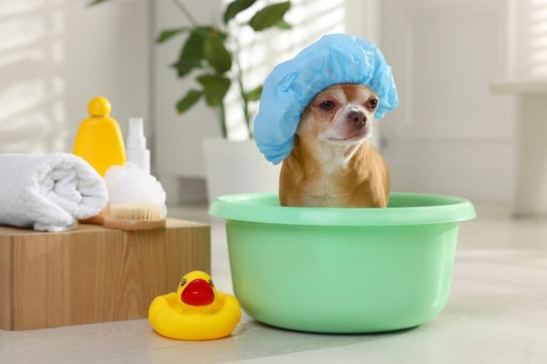 How Often Should I Bathe My Chihuahua?