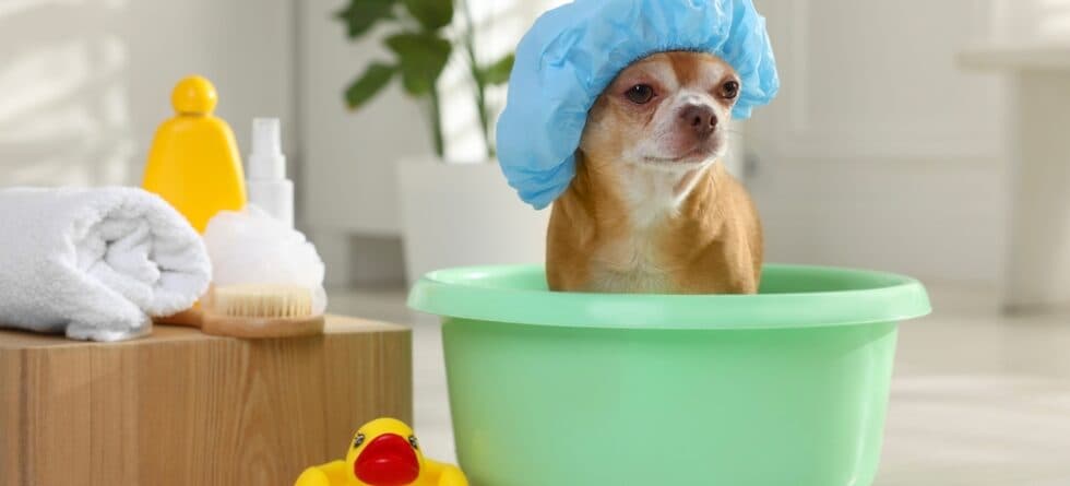 How Often Should I Bathe My Chihuahua?