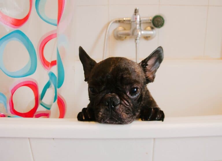 How Often Should I Bathe My French Bulldog?