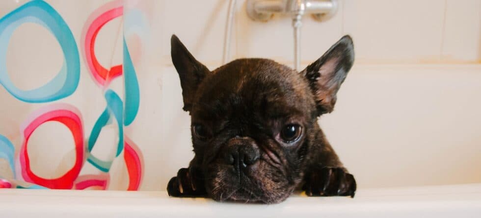 How Often Should I Bathe My French Bulldog?