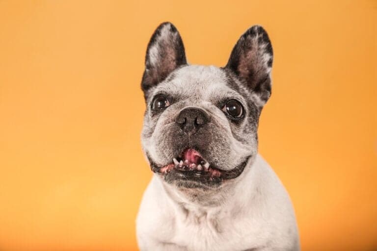 How Old Is The Longest Living French Bulldog?