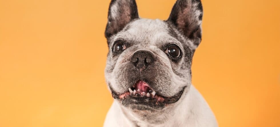 How Old Is The Longest Living French Bulldog?