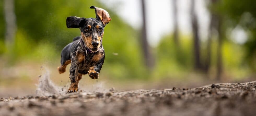 How To Calm A Dachshund Puppy?
