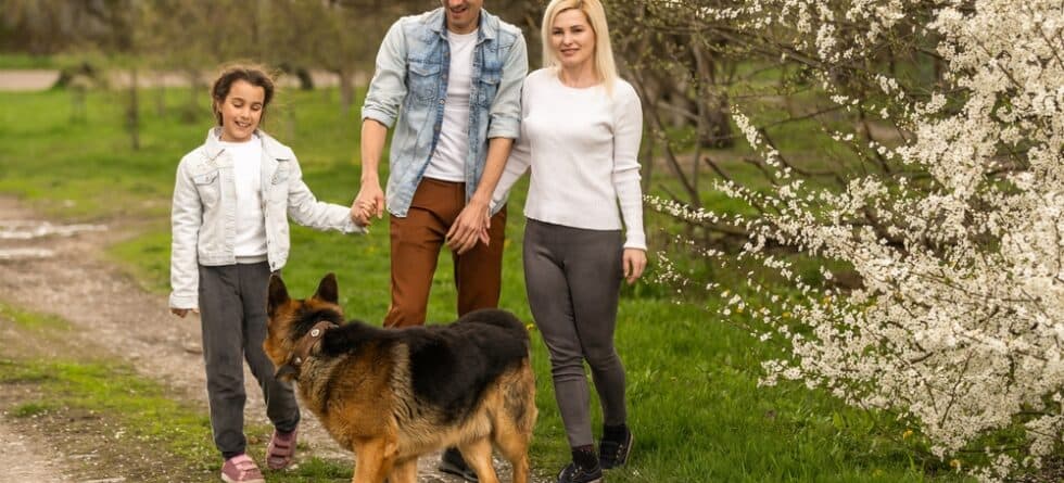 How To Care For A German Shepherd?