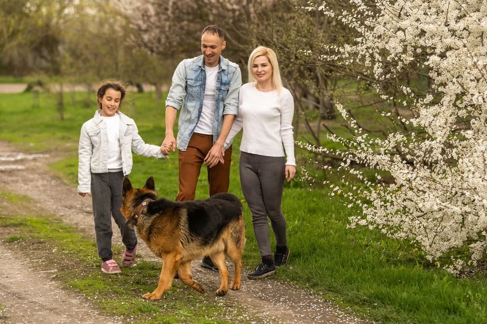 How To Care For A German Shepherd?