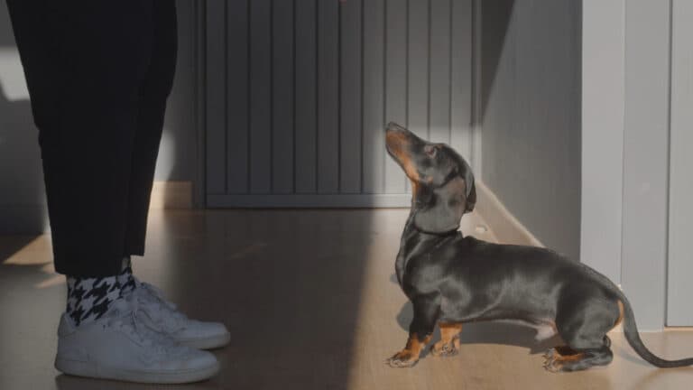 How To Discipline A Dachshund For Biting?
