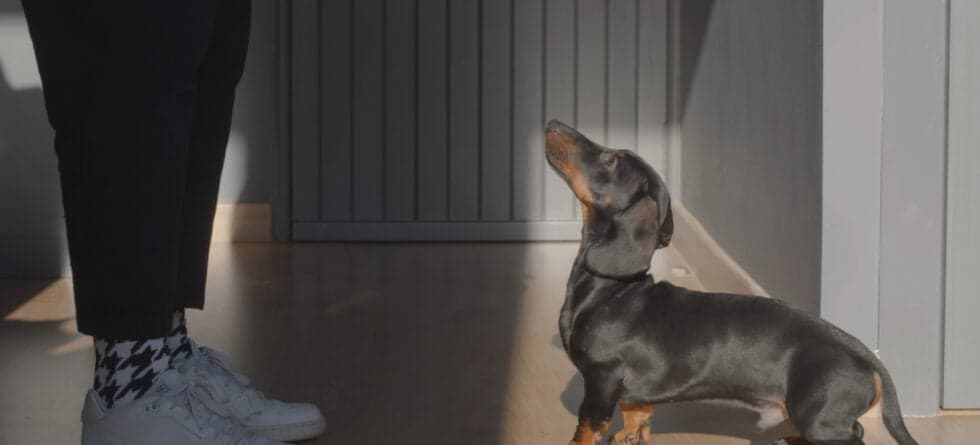 How To Discipline A Dachshund For Biting?