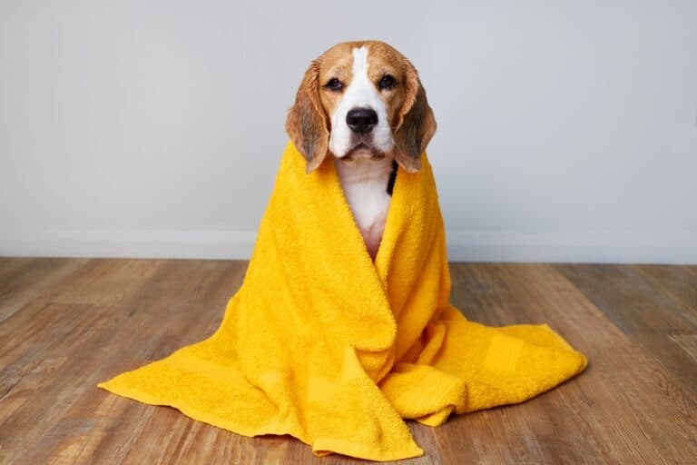 How To Dry A Beagle After A Bath?