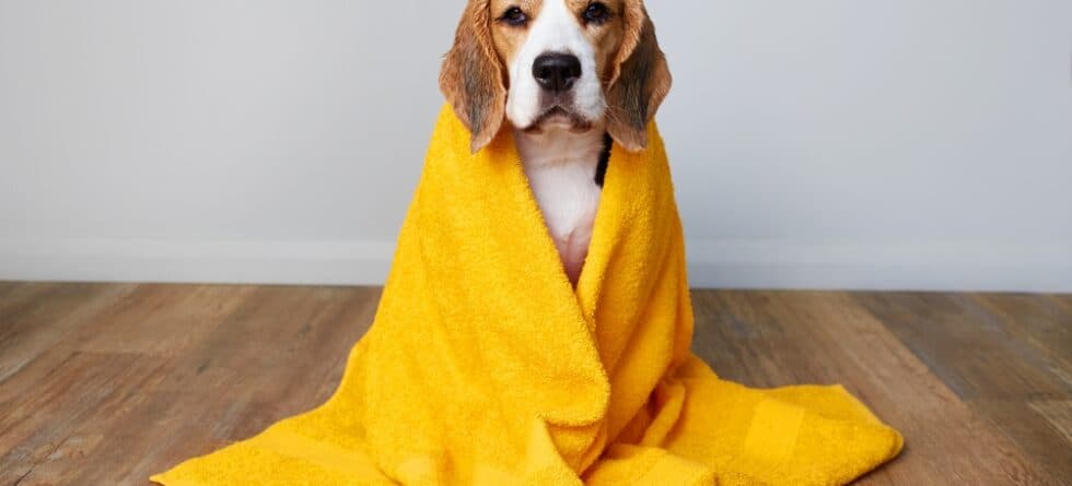 How To Dry A Beagle After A Bath?