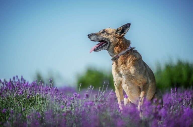 How To Keep A German Shepherd Healthy?