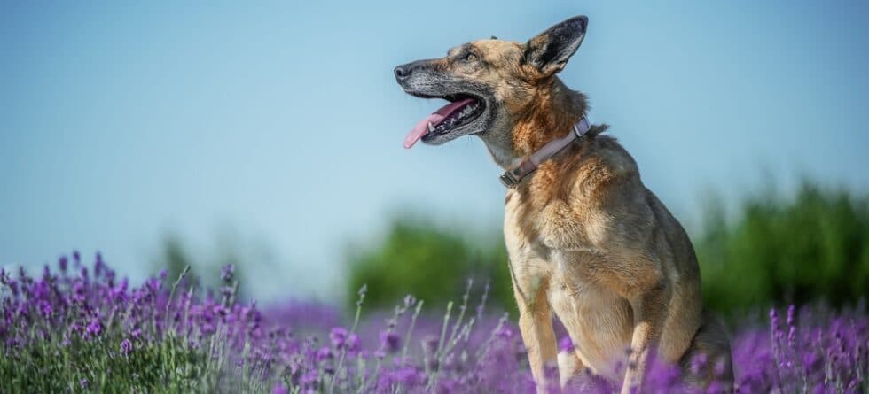 How To Keep A German Shepherd Healthy?