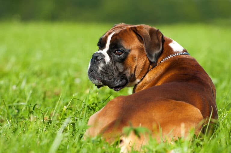 How To Train A Boxer Puppy?