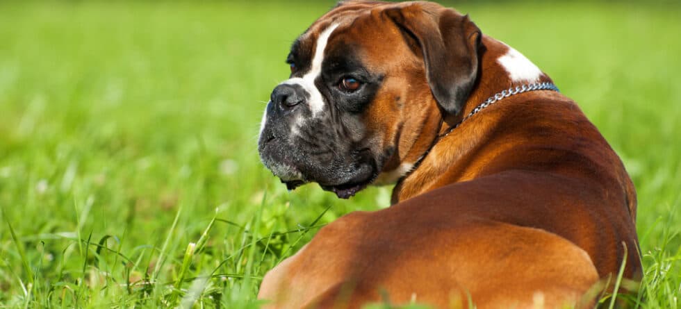 How To Train A Boxer Puppy?