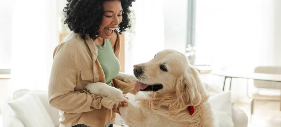 How To Train A Golden Retriever?