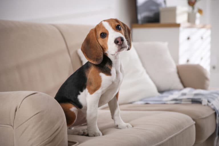 Is A Beagle Intelligent?