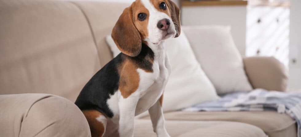 Is A Beagle Intelligent?