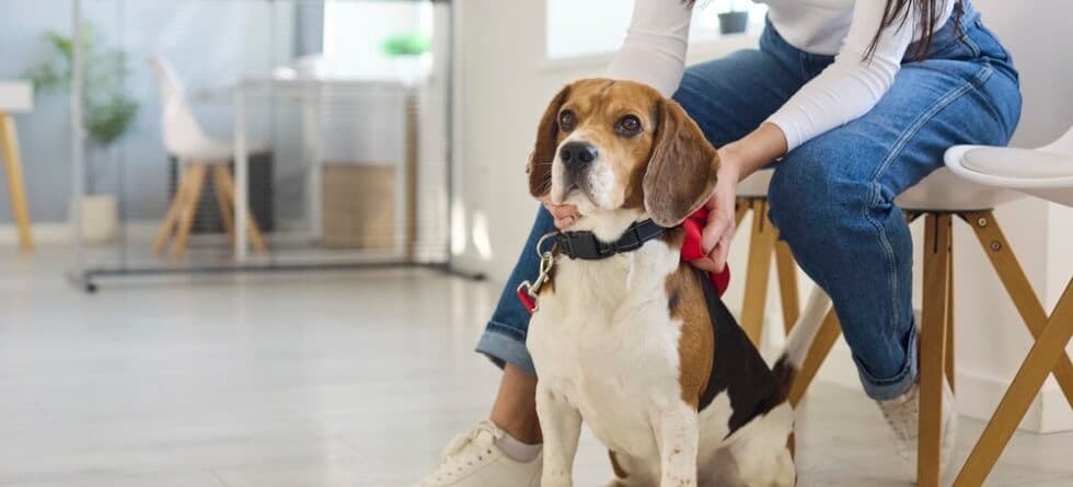 Is Beagle A Protective Dog?