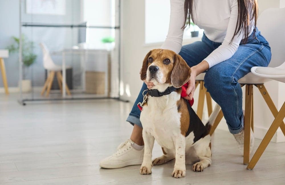 Is Beagle A Protective Dog?