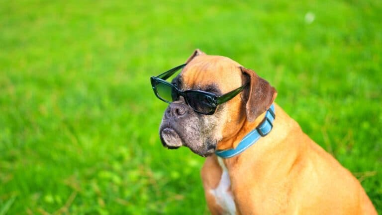 Is Boxer A Friendly Dog?