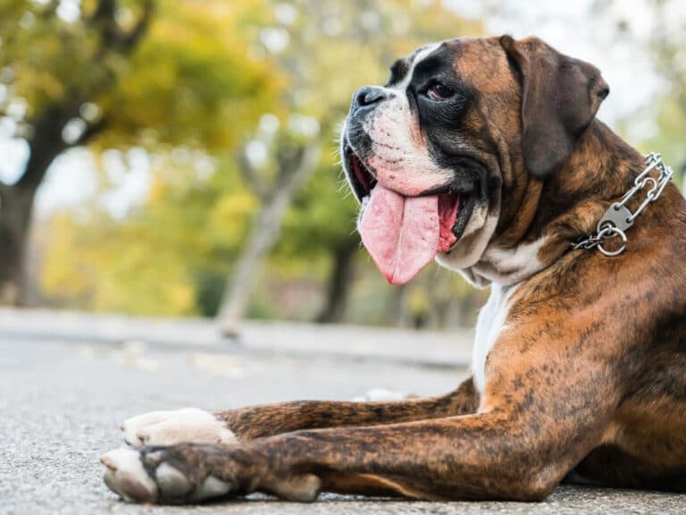 Is Boxer An Aggressive Dog Breed?