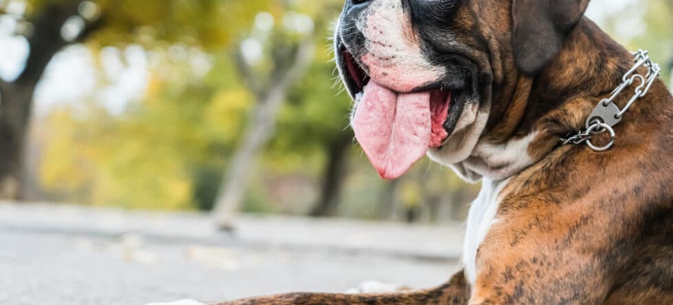 Is Boxer An Aggressive Dog Breed?