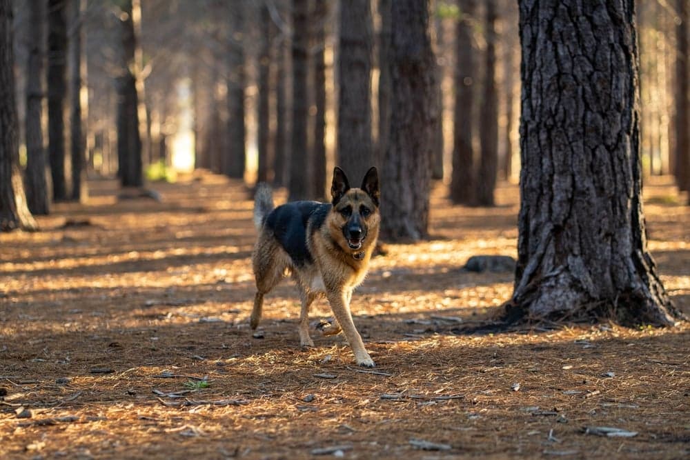 Is German Shepherd Good Or Bad?