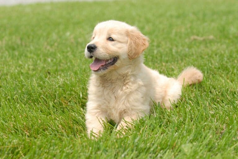 Is It Difficult To Keep A Golden Retriever?