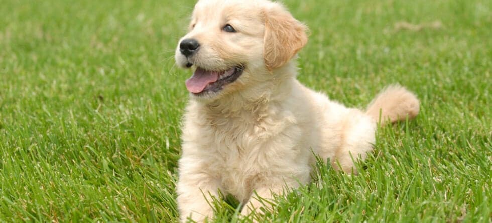 Is It Difficult To Keep A Golden Retriever?