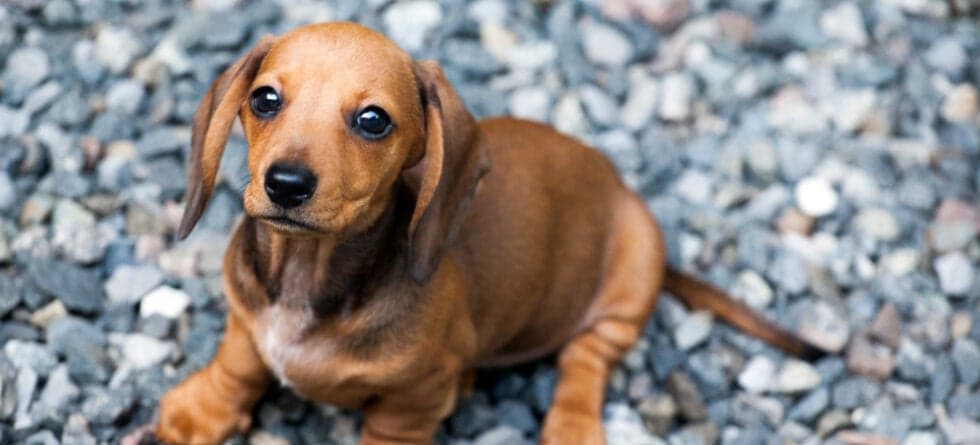 Is It Easy To Train A Dachshund?